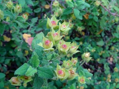 Ciste cotonneux (Cistus albidus) ou Ciste de Crête (Cistus… 