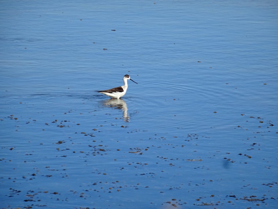 L' Échasse blanche, Himantopus himantopus, Récurvirostridé… 