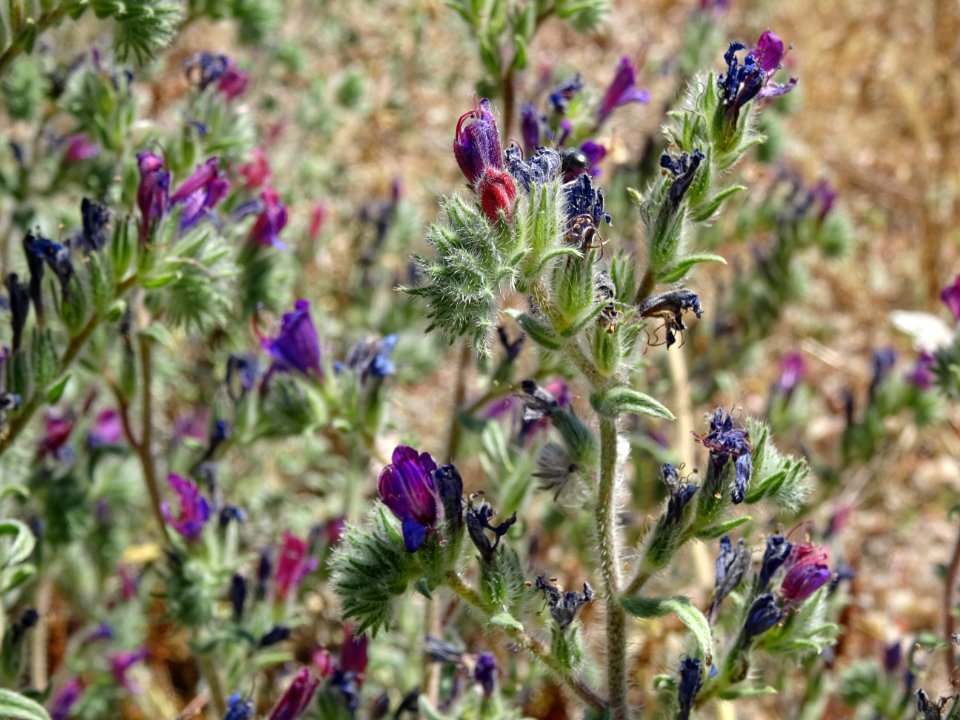 Vipérine blanchâtre, Echium albicans, Boraginacées 