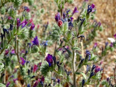 Vipérine blanchâtre, Echium albicans, Boraginacées 