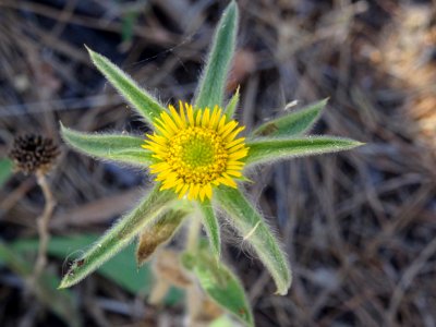 Astérolide épineux, Pallenis spinosa, Astéracées 