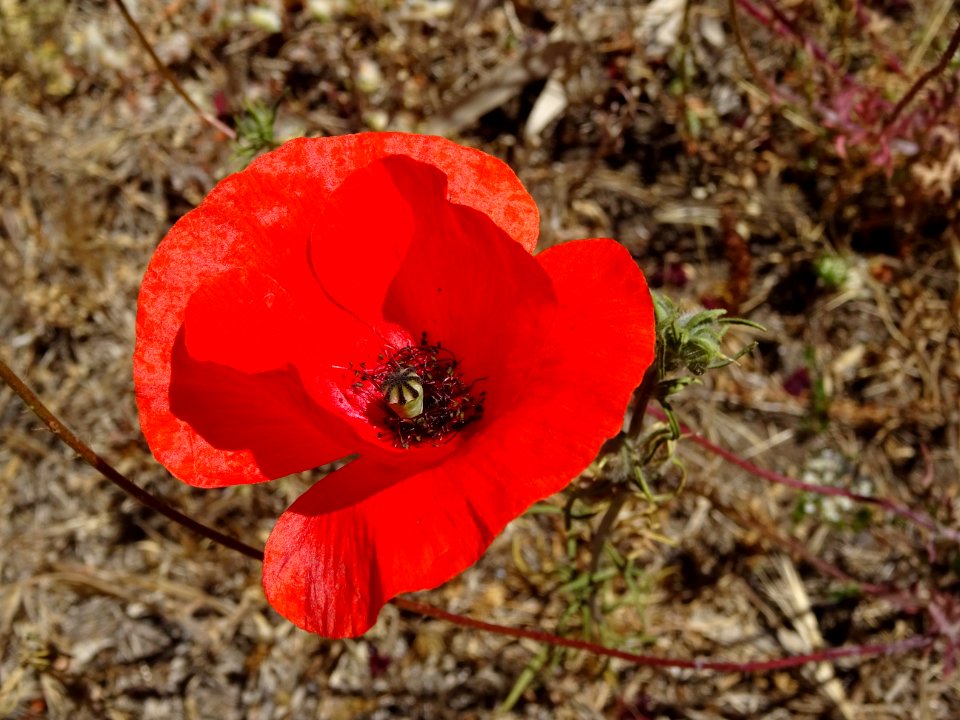 Coquelicots, Papaver rhoeas, Papavéracées 