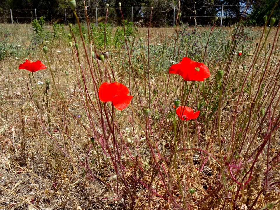 Coquelicots, Papaver rhoeas, Papavéracées 