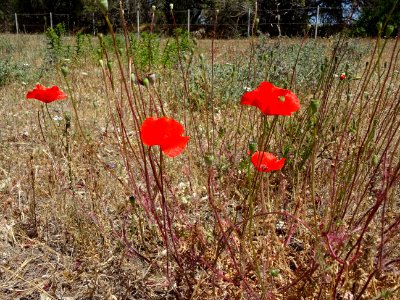 Coquelicots, Papaver rhoeas, Papavéracées 