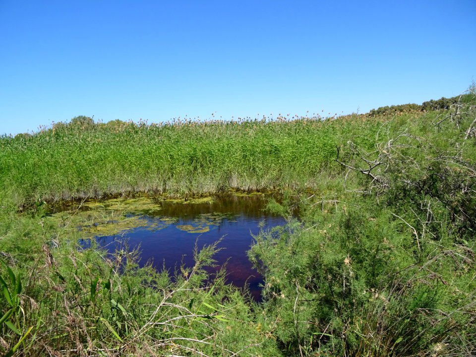 Zone marécageuse de Limni Psalidi, refuge pour les oiseaux… 