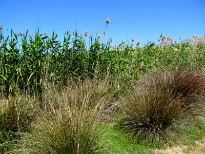 Des roseaux ou cannes de provence, Arundo donax, Poacées, … 