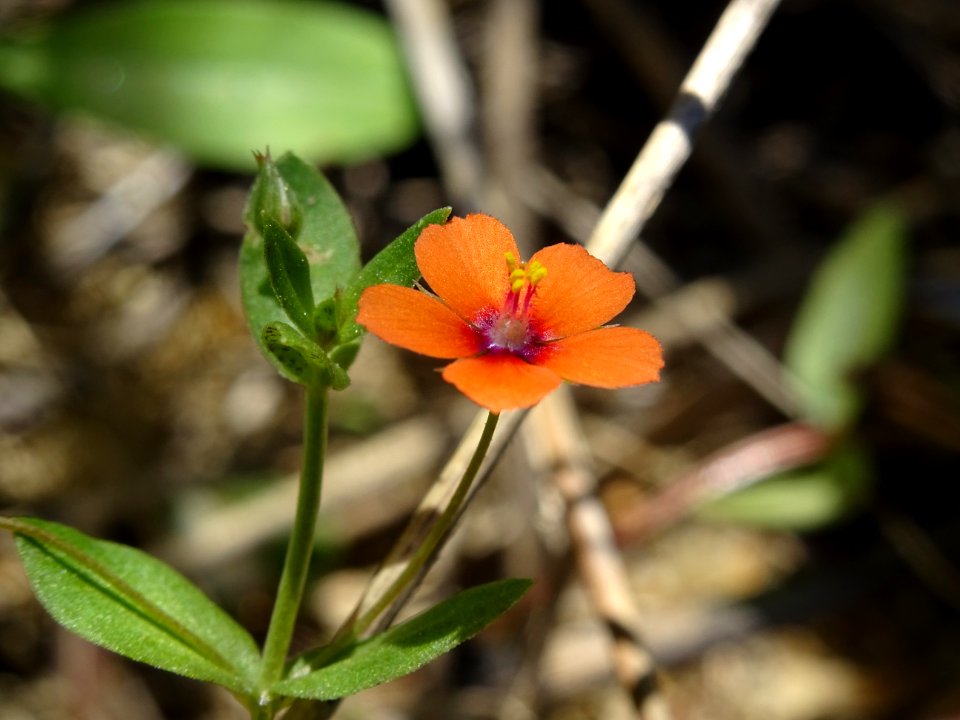 Mouron des champs, Anagallis arvensis, Primulacées 