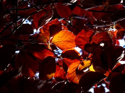 Feuilles du hêtre pourpre, Fagus sylvatica Purpurea, Fagac… 