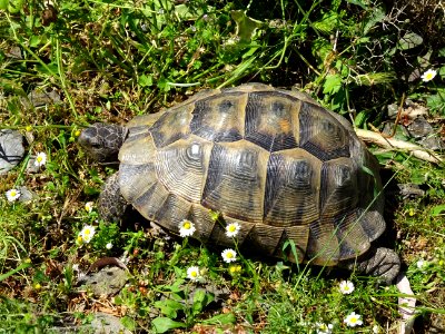 Une autre tortue qui se chauffe au soleil 