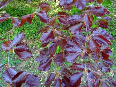 Feuilles du hêtre pourpre, Fagus sylvatica Purpurea, Fagac… 