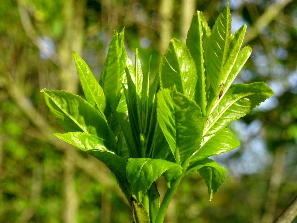 Jeunes feuilles de Frêne élevé, Fraxinus excelsior, Oléacé… 