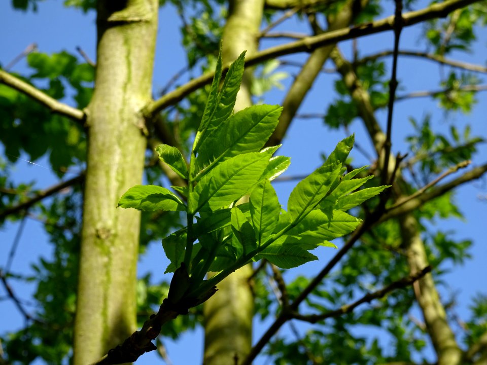 Jeunes feuilles de Frêne élevé, Fraxinus excelsior, Oléacé… 