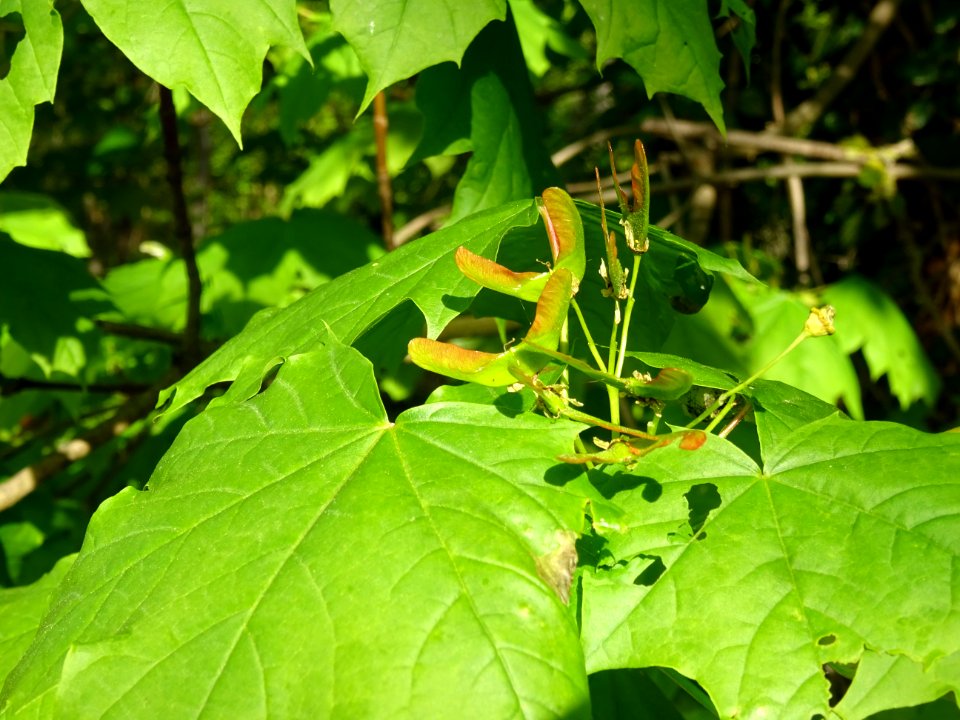 Disamares et feuilles d'érable plane, Acer planatoides, Ac… 