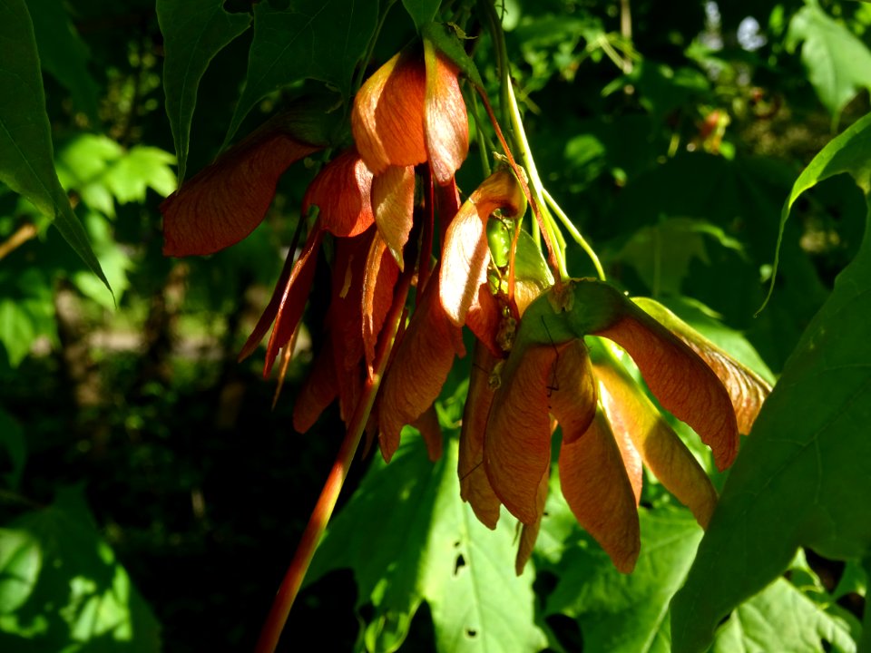 Disamares et feuilles d'érable plane, Acer planatoides, Ac… 