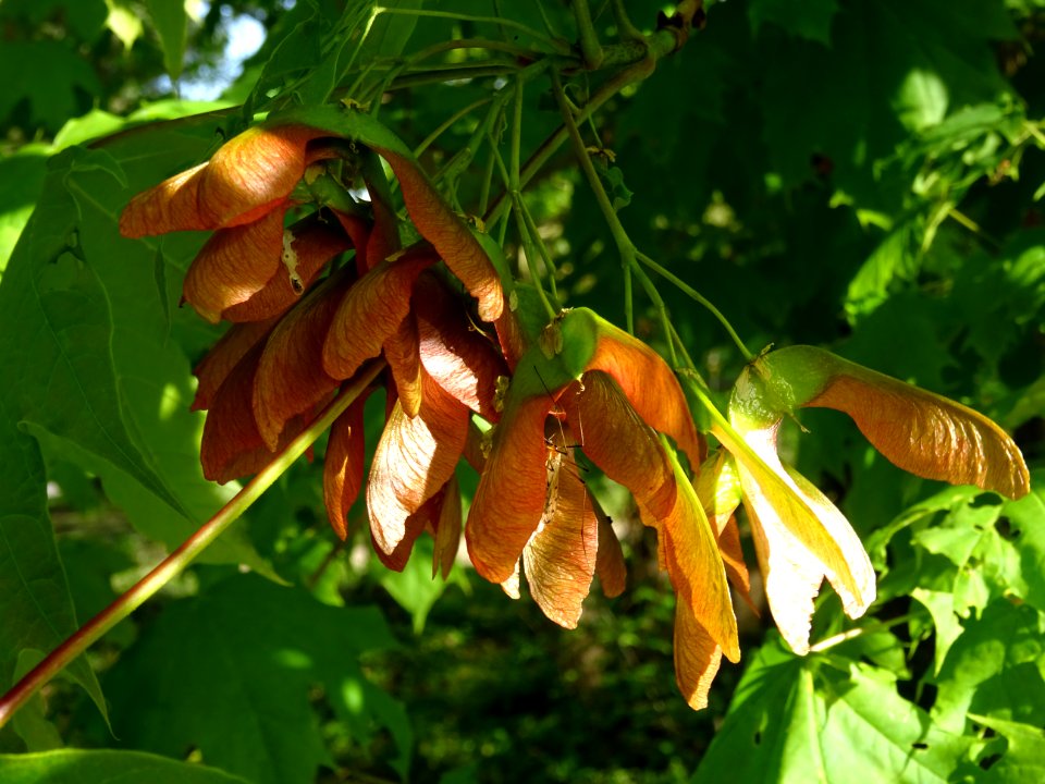 Disamares et feuilles d'érable plane, Acer planatoides, Ac… 