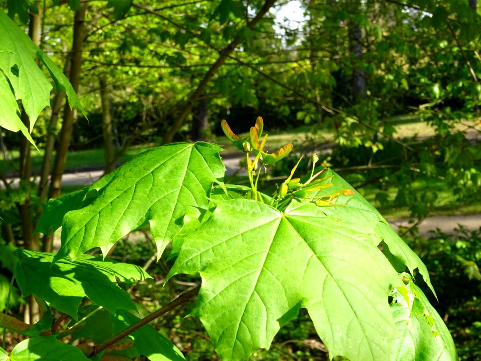 Disamares et feuilles d'érable plane, Acer planatoides, Ac… 