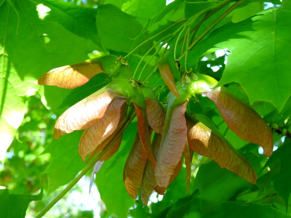 Disamares et feuilles d'érable plane, Acer planatoides, Ac… 