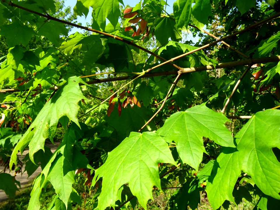 Disamares et feuilles d'érable plane, Acer planatoides, Ac… 