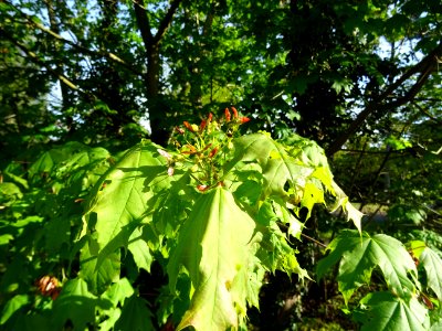 Disamares et feuilles d'érable plane, Acer planatoides, Ac… 