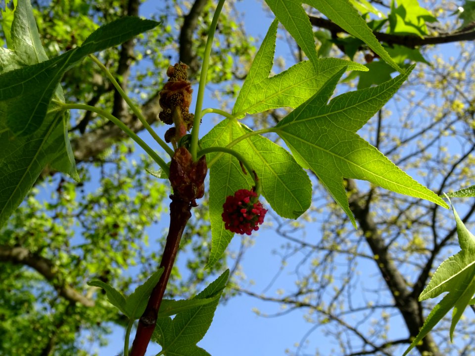 Feuilles et fleurs en capitule sphérique, Copalme d'Amériq… 