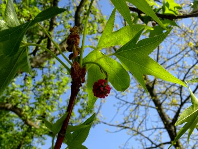 Feuilles et fleurs en capitule sphérique, Copalme d'Amériq… 