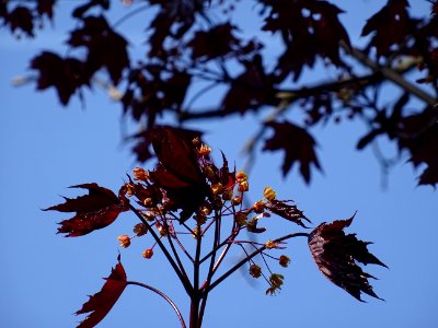 Erable platane rouge, Acer platanoides Royal Red, Acéracée… 