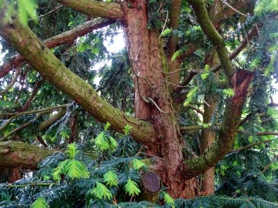 Tronc de l' If commun , Taxus baccata, Taxacées 