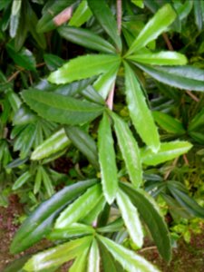 Epine-vinette de Juliana, Berberis julianae, Berbéridacées… 