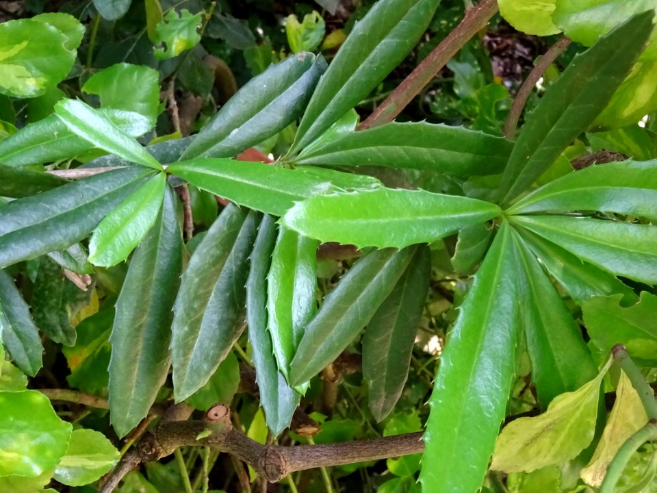 Epine-vinette de Juliana, Berberis julianae, Berbéridacées… 