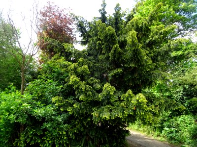 If commun , Taxus baccata, Taxacées 