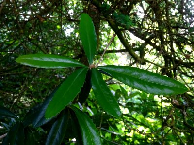 Epine-vinette de Juliana, Berberis julianae, Berbéridacées… 