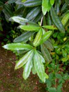Epine-vinette de Juliana, Berberis julianae, Berbéridacées… 