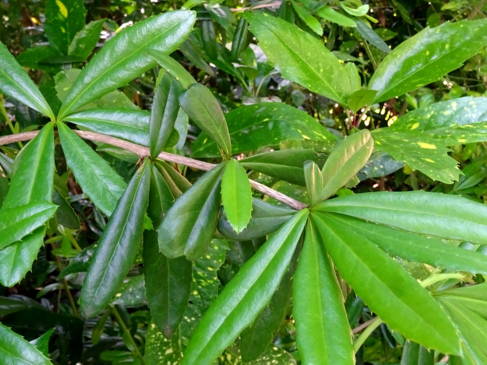 Epine-vinette de Juliana, Berberis julianae, Berbéridacées… 