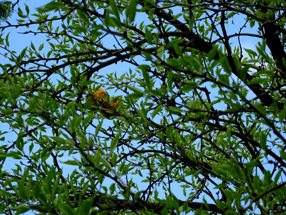 Fruits de l' Oranger des Osages, Maclura pomifera, Moracée… 