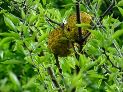 Fruits de l' Oranger des Osages, Maclura pomifera, Moracée… 