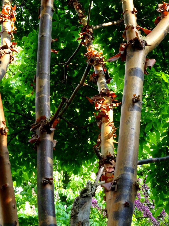 Erable gris, Acer griseum, Aceracées 