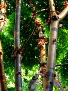 Erable gris, Acer griseum, Aceracées 