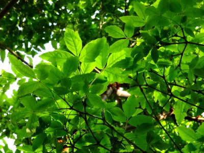 Erable gris, Acer griseum, Aceracées 
