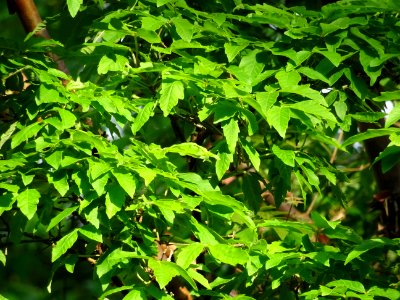 Erable gris, Acer griseum, Aceracées 