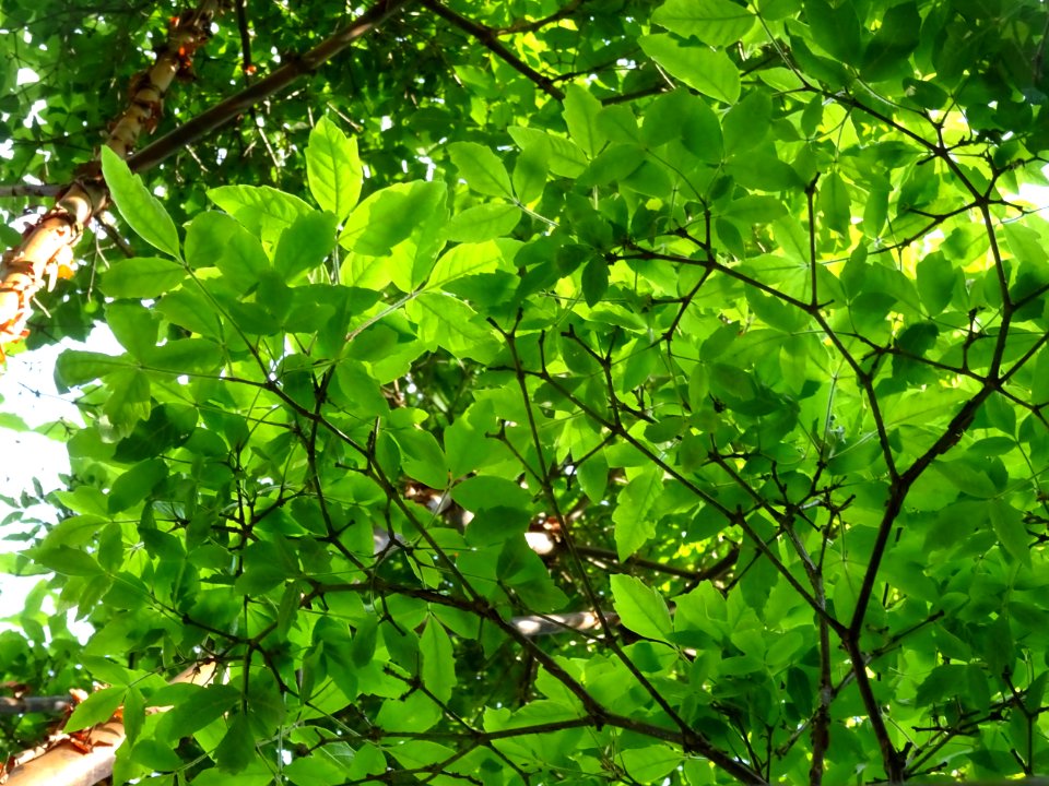 Erable gris, Acer griseum, Aceracées 