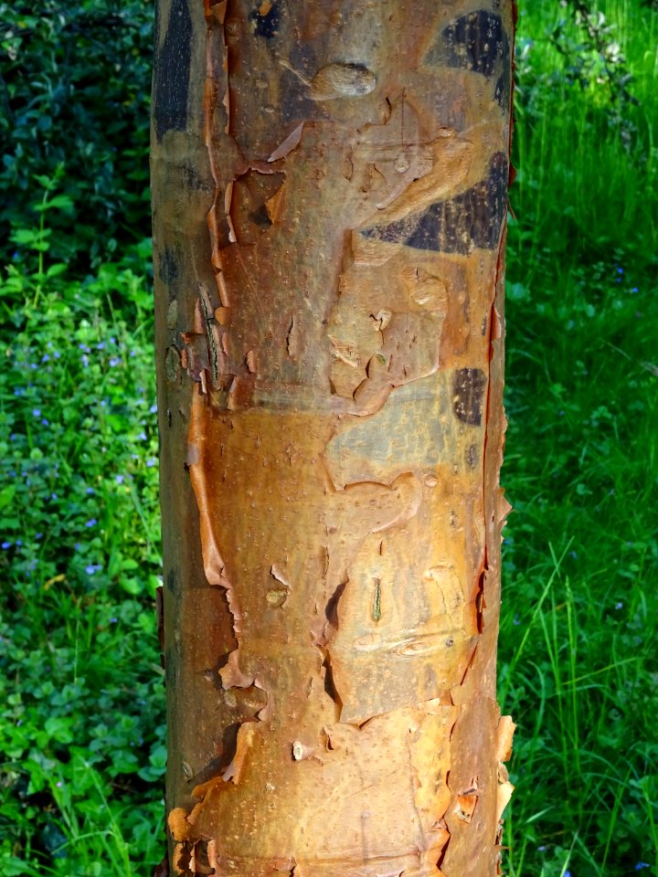 Tronc de l' Erable gris ou Erable à écorce de papier, Acer… 