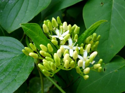 Fleurs de Cornouiller sanguin, Cornus sanguinea, Cornacées… 