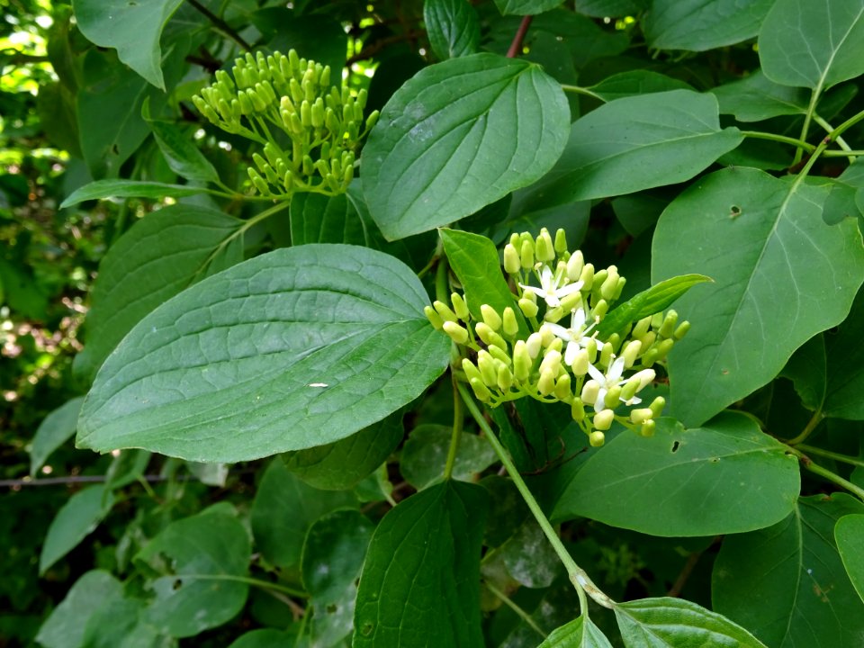 Fleurs de Cornouiller sanguin, Cornus sanguinea, Cornacées… 