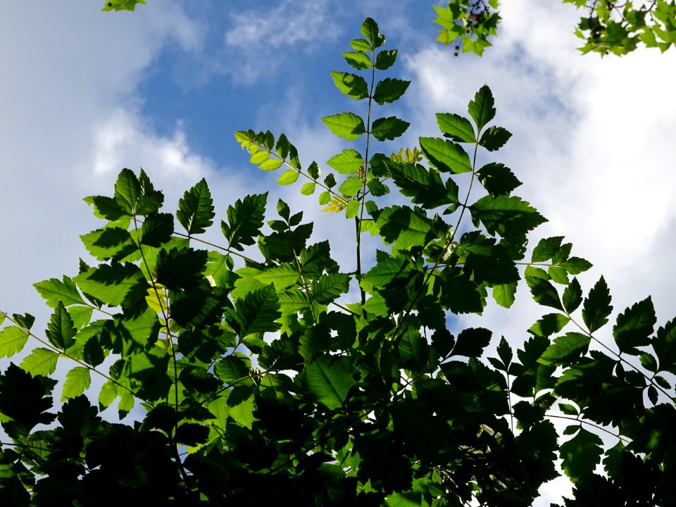 Feuilles de Savonnier, Koelreuteria paniculata, Sapindacée… 