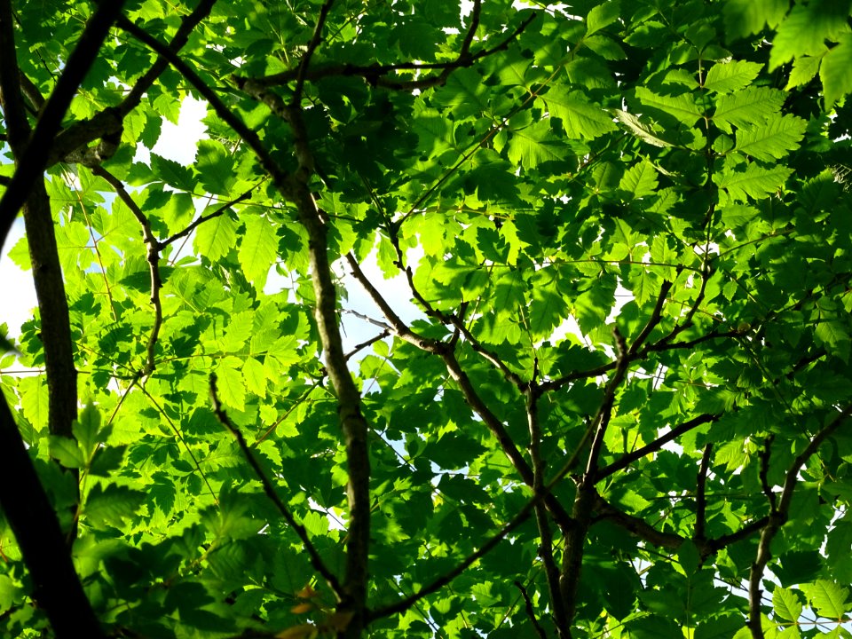 Feuilles de Savonnier, Koelreuteria paniculata, Sapindacée… 