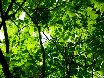 Feuilles de Savonnier, Koelreuteria paniculata, Sapindacée… 