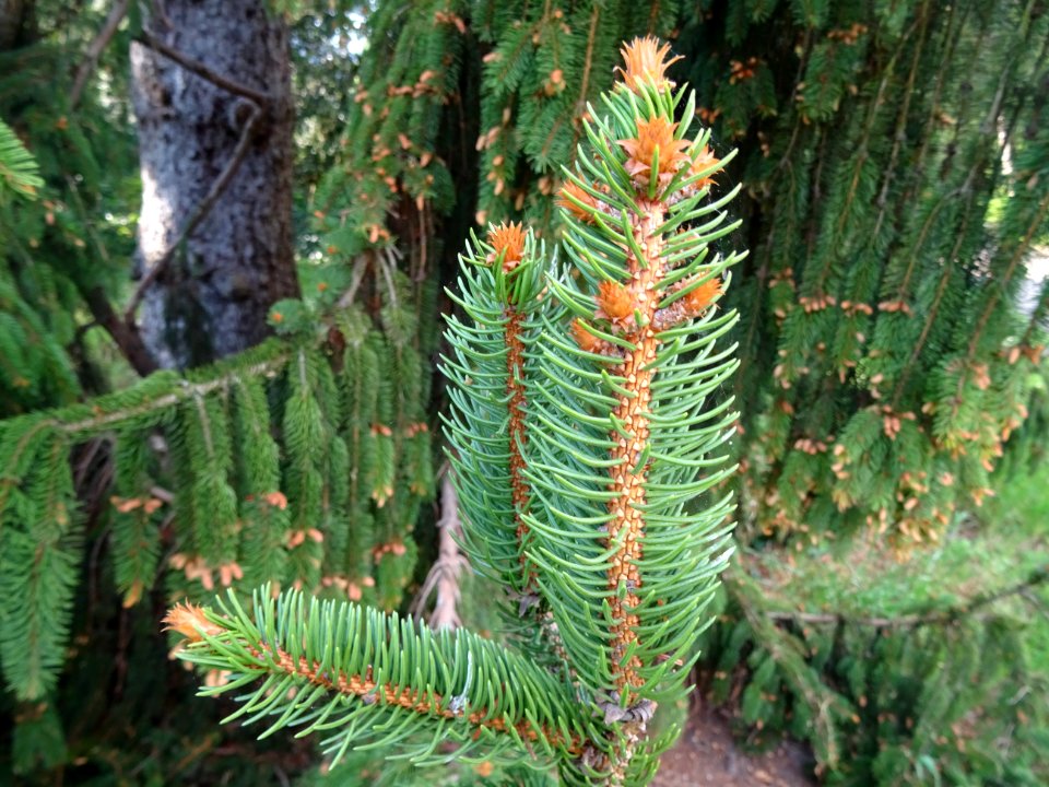 Bourgeons peu pointus, non résineux et jeunes aiguilles de… 