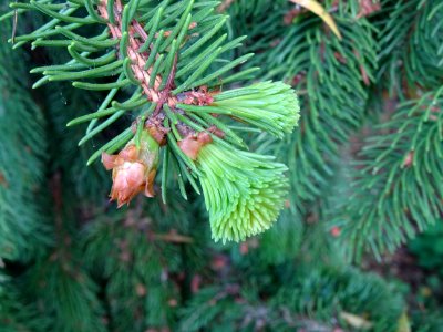 Bourgeons peu pointus, non résineux et jeunes aiguilles de… 