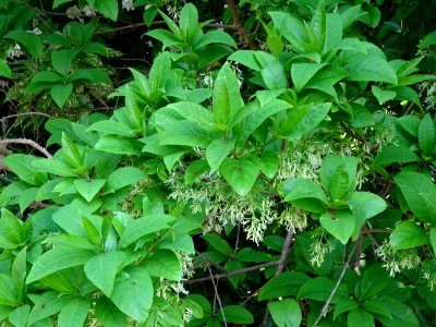 Feuilles et fleurs de l'Arbre à fleurs de neige, Chionanth… 