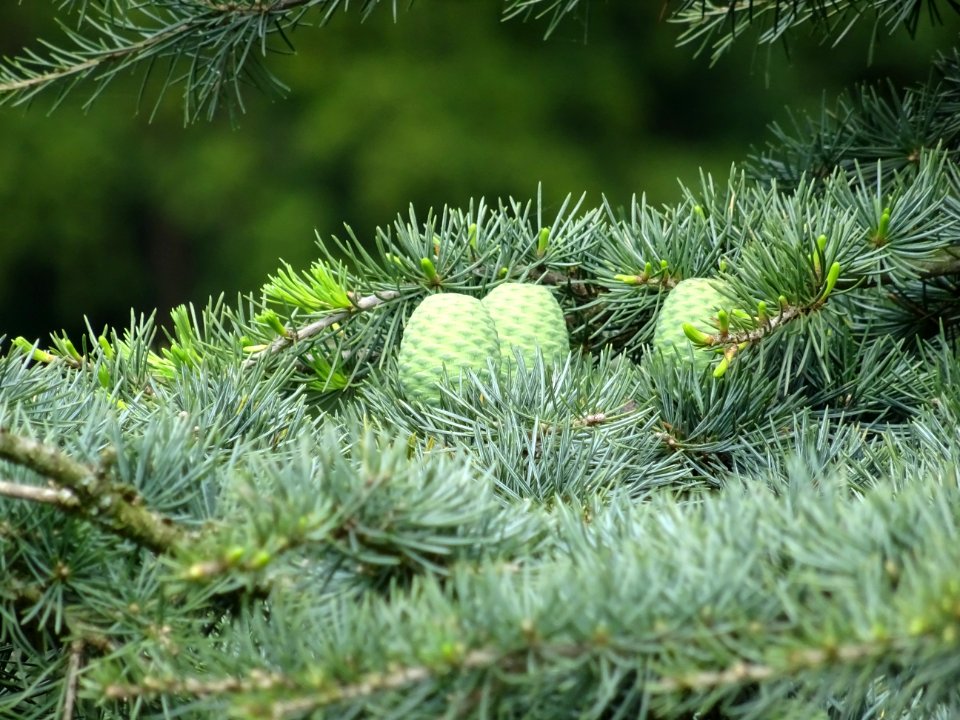 Cônes femelles du Cèdre du Liban, Cedrus libani, Pinacées 
